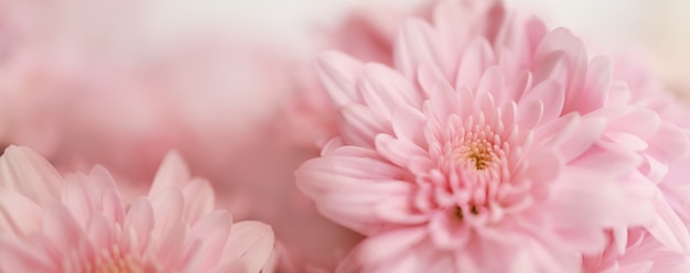 Closeup of pink flower with white background.