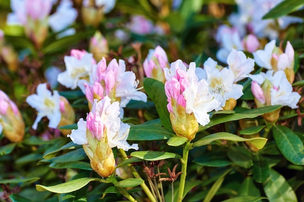 Closeup of a pink flowering bush in a park in spring outside Rhododendron flower blooms growing in a bush against a blurred background in a botanical garden New seasonal growth in May