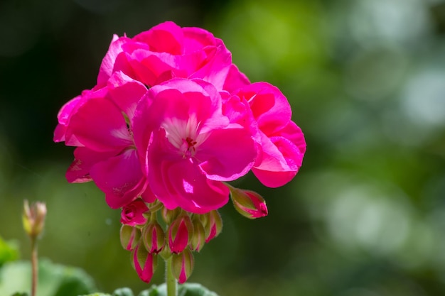 Closeup on pink geranium