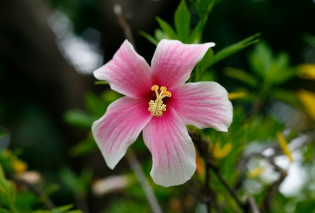 The Closeup pink hibiscus flower