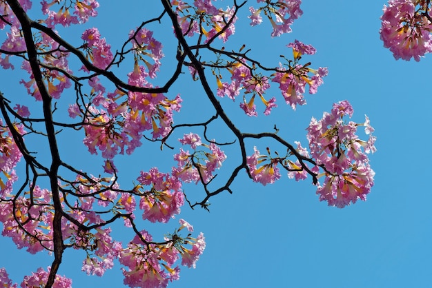 Closeup of pink lapacho tree in bloom