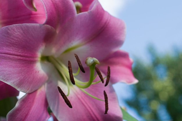 Closeup of a pink lily flower