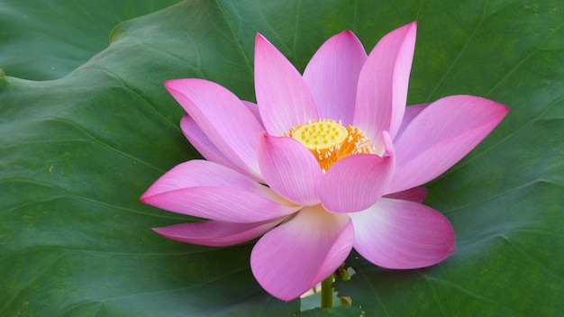 Closeup of pink lotus flowers in a pond during the daytime