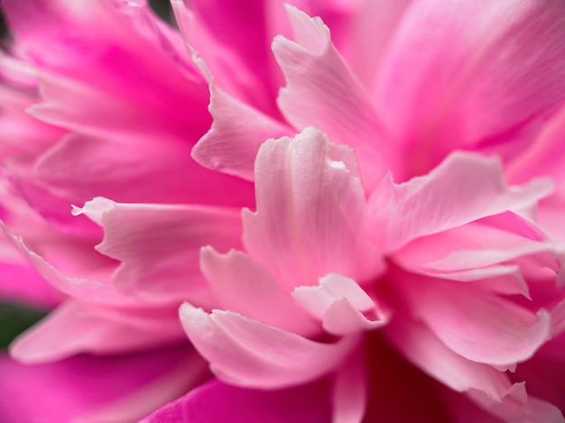 Closeup of pink peony flower petals.  Natural soft background for your designs.