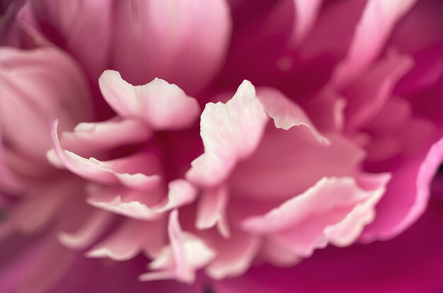 Closeup of pink peony flower petals.  Natural soft background for your designs.