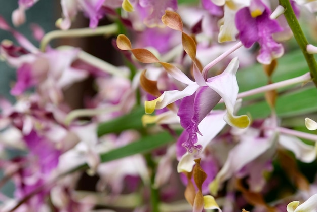 Closeup of pink petal orchids from Singapore