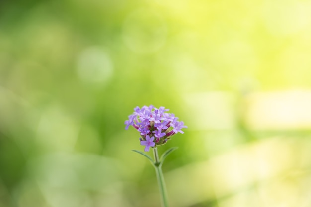 Closeup of pink purple flower on blurred greenery background in garden with copy space using as wallpaper and cover page concept