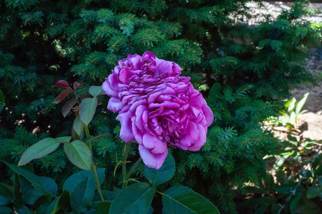 Closeup of a pink rose on a dark green background High quality photo