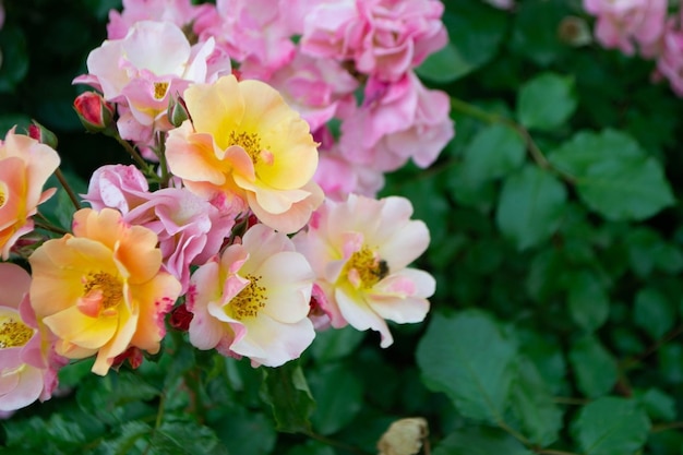 Closeup of a pink rose on a dark green background High quality photo