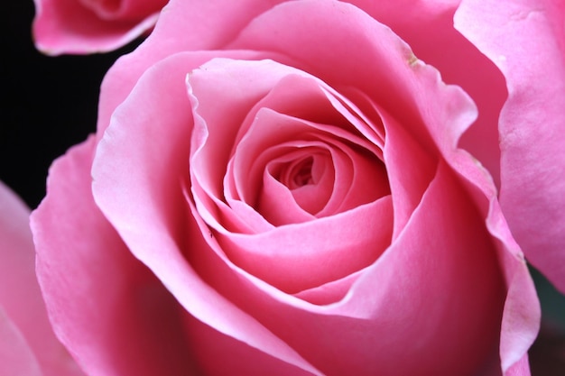 closeup of pink roses. thin layers of rose petals. rosa. natural background. shrub flower with thorn