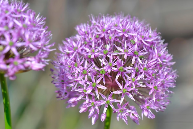 Closeup on pink round flower of ornamental garlic blomming in the garden