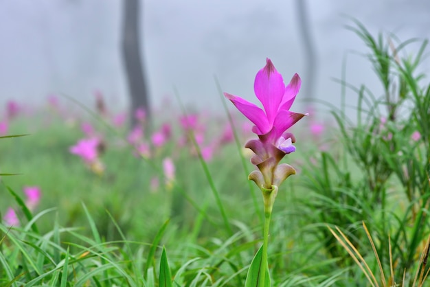 Closeup A Pink Siam Tulip flower At Pa Hin Ngam National Park,Chaiyaphum, Thailand.