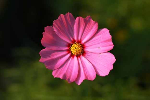 Closeup of pink zinnia flower Image has shallow depth of field