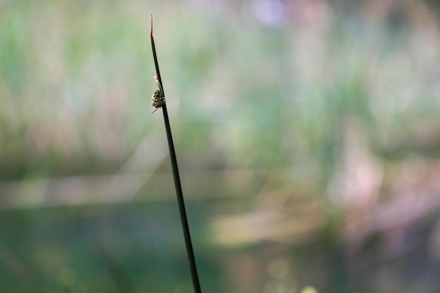 Closeup of plant near a stream with moving water