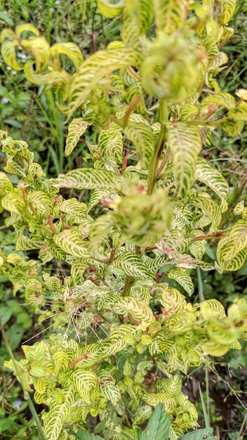 Closeup of a plant with redtrunked yellow leaves