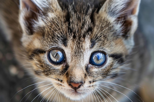 A closeup of a playful kitten with bright eyes and a curious expression