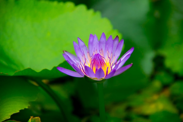 Closeup pond morning light beautiful elegant lotus