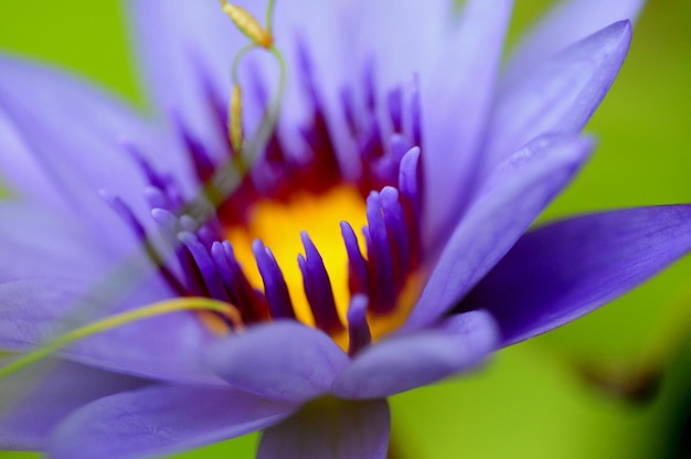 Closeup pond sunshine elegant clean lotus