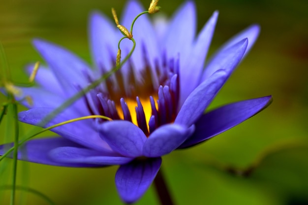 Closeup pond sunshine elegant clean lotus