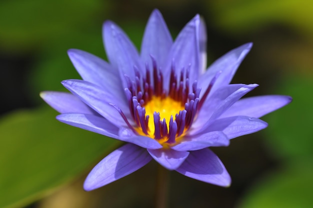 Closeup pond sunshine elegant clean lotus