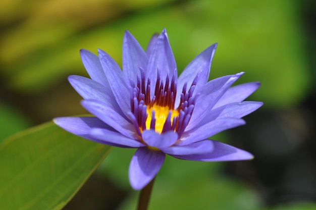 Closeup pond sunshine elegant clean lotus