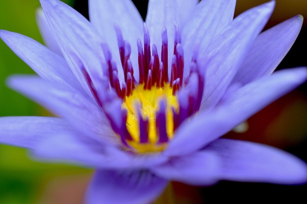 Closeup pond sunshine elegant clean lotus