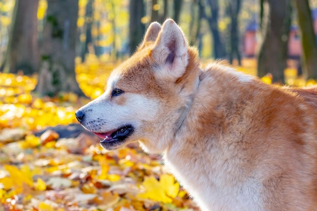 Closeup portrait of an Akita dog in profile in an autumn park on a background of yellow leaves