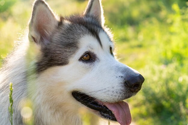 Closeup portrait of alaskan malamut dog looking away with summer green blurred background