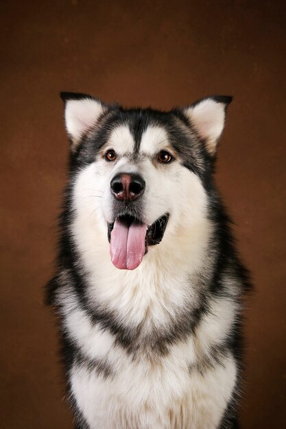 Closeup portrait of black and white alaska malamute breed dog sitting in studio