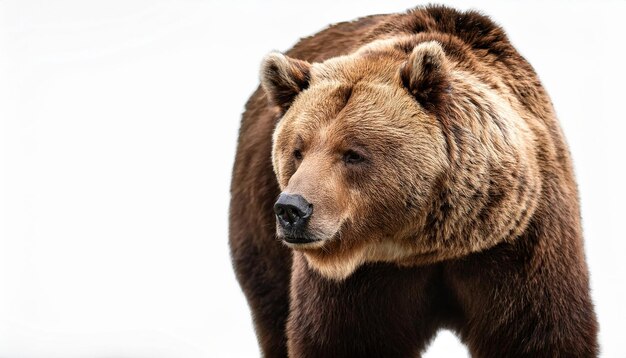 Photo closeup portrait of a brown bear with furry face against white background