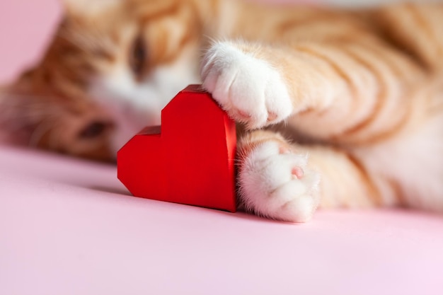 Closeup portrait of cat paws holding red paper heart on pink background Greeting card for Valentines day Concept help homeless animals