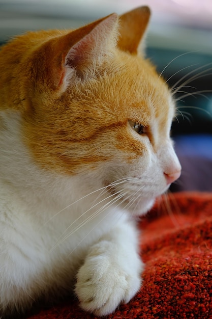 Closeup portrait of a cat in vertical angle looking to the side.