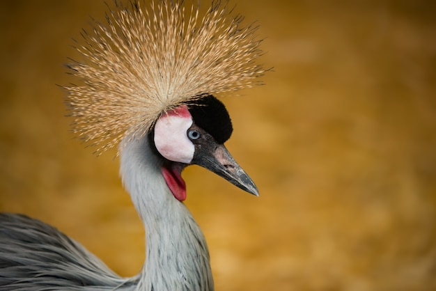 Closeup portrait of Crowned Crane