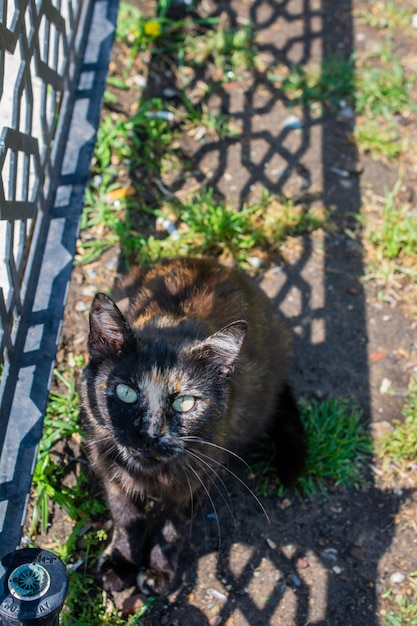 Closeup portrait of cute Beautiful cat as domestic animal