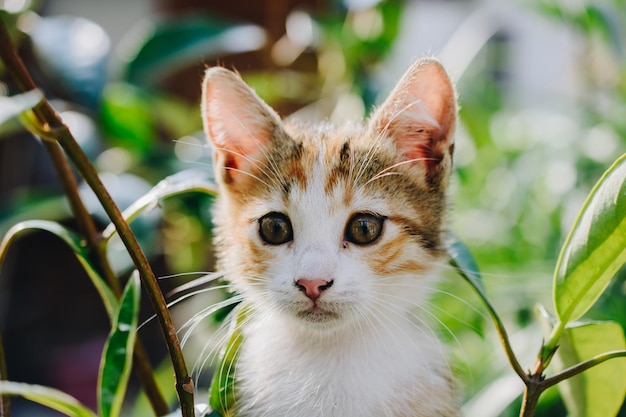 Closeup portrait of cute Beautiful kitten as domestic animal