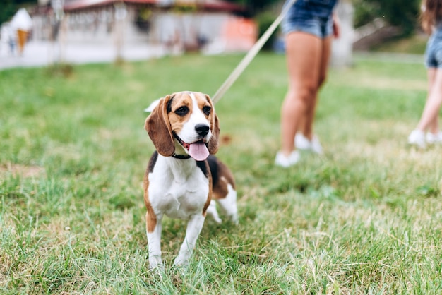 Closeup portrait of cute dog in focus  outdoor.