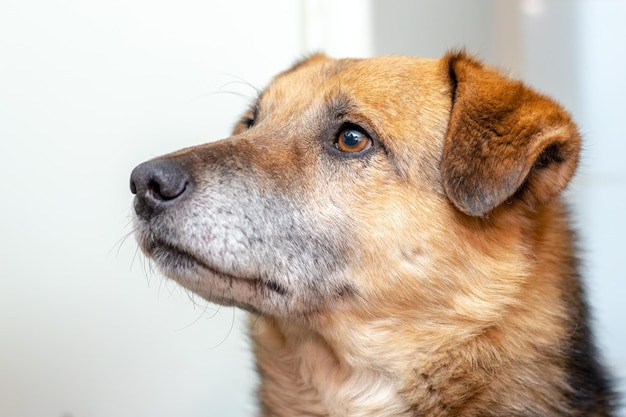 Closeup portrait of a cute kind dog on a light background