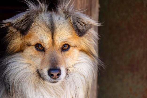 Closeup portrait of cute mutt dog The muzzle of a mongrel with red hair