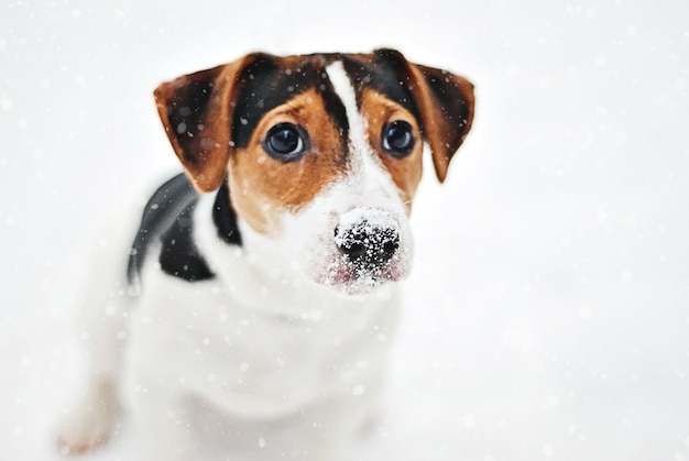 Closeup portrait of cute puppy jack russell terrier with snowflakes