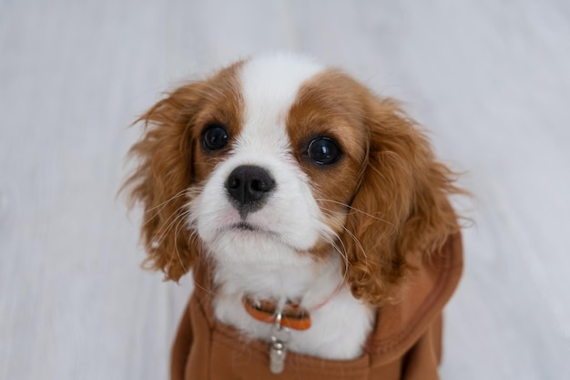 Closeup portrait of a cute puppy wearing a brown hoodie Autumn and winter clothes for pets Cavalier King Charles Spaniel Blenheim