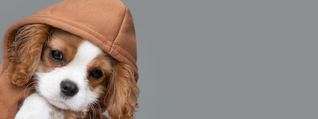 Closeup portrait of a cute puppy wearing a brown hoodie Banner Autumn and winter clothes for pets Cavalier King Charles Spaniel Blenheim