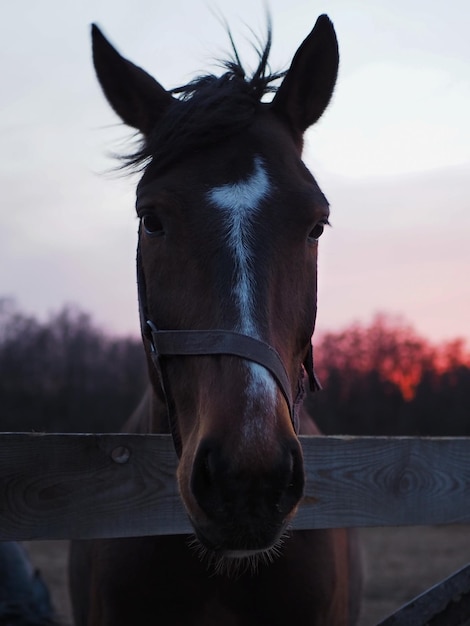 Closeup portrait of a darkcolored horse against the backdrop of a beautiful sunset