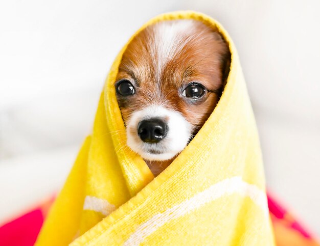 Closeup portrait of a dog in a towel on a light background