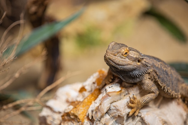 Closeup portrait dragon lizard reptile. Lizard relaxing on stones under natural light