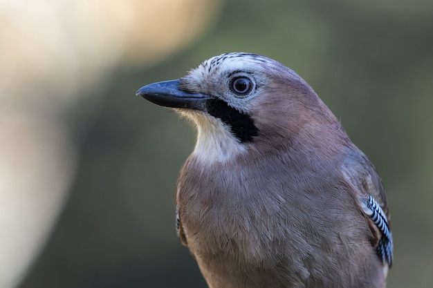 Closeup portrait of Eurasian Jay on an unfocused background