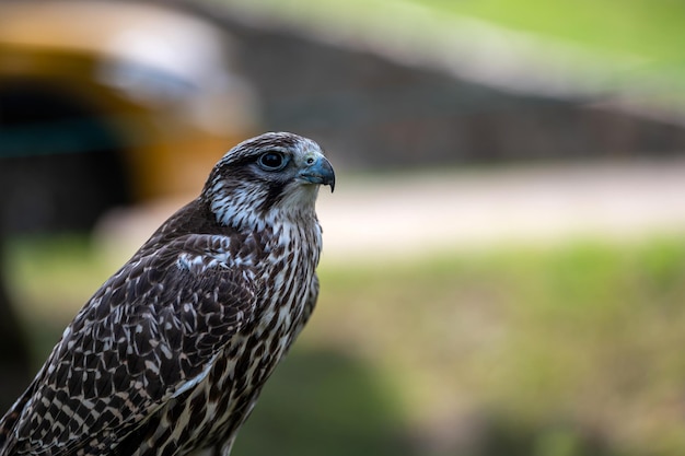 Closeup portrait of a falcon isolated on a defocused natural background with copy space