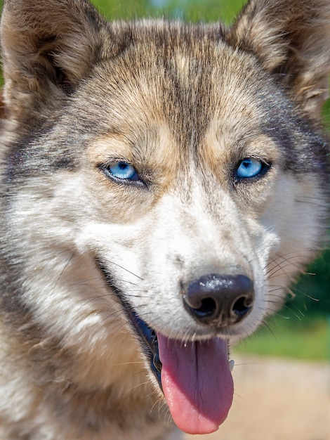 Closeup portrait of fluffy husky dog with beautiful blue eyes