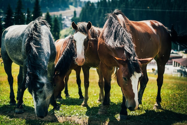 Closeup portrait of four beautiful wild horses grazing in the mountains in a meadow on a sunny day