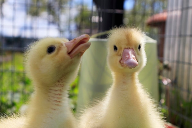 Closeup portrait of funny ducklings keeping and caring for farm animals and birds by farmers at home