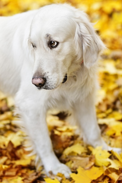 Closeup portrait of golden labrador retriever in autumn park